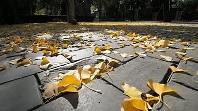 银杏叶落满古石砖路面视频的预览图